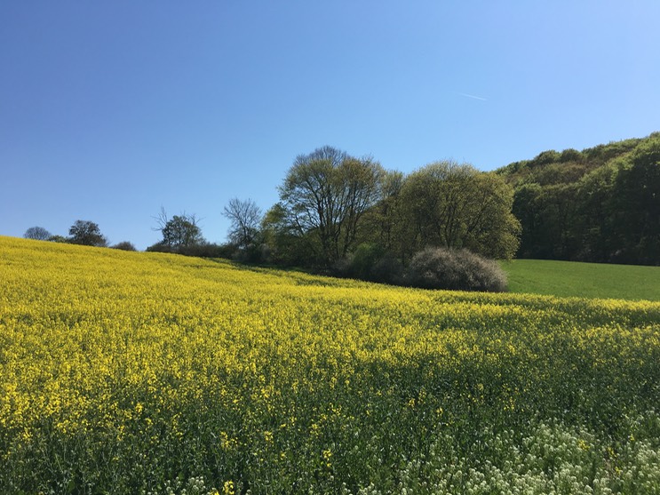 20160505_103033637_iOS