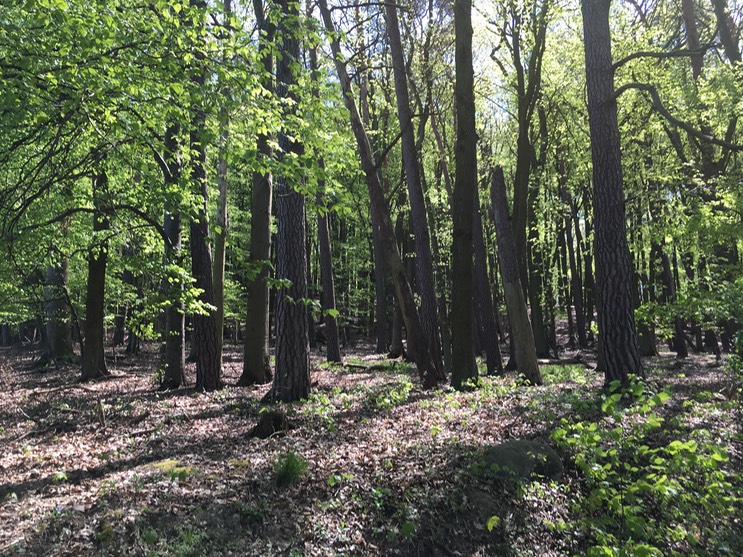 20160505_103256250_iOS