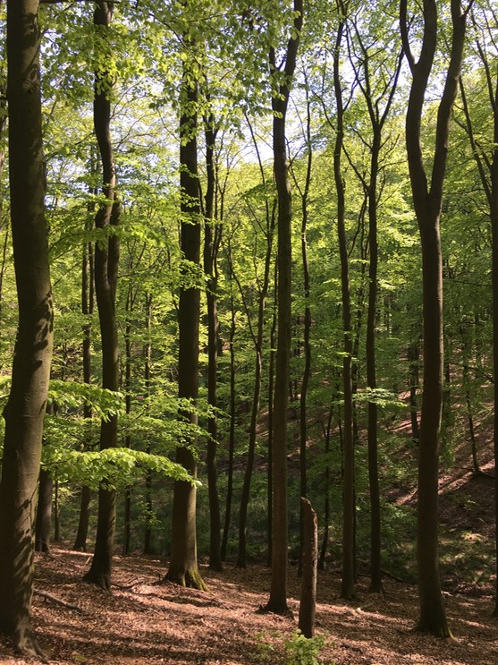 20160505_132705916_iOS