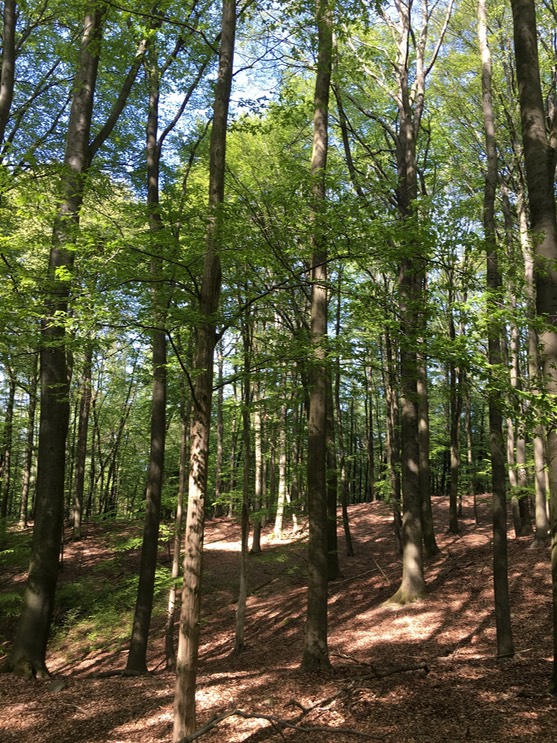 20160505_132712687_iOS