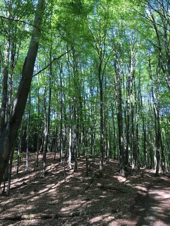 20160505_141426797_iOS