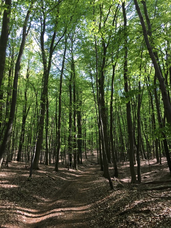 20160505_141708419_iOS