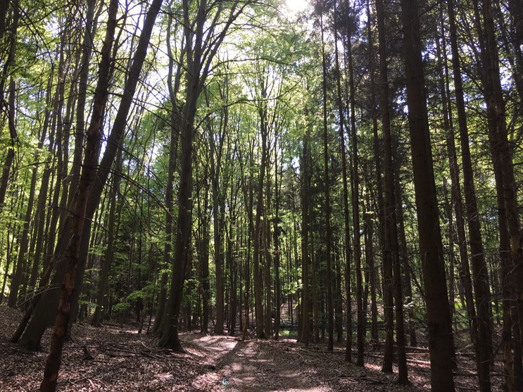 20160505_141902370_iOS