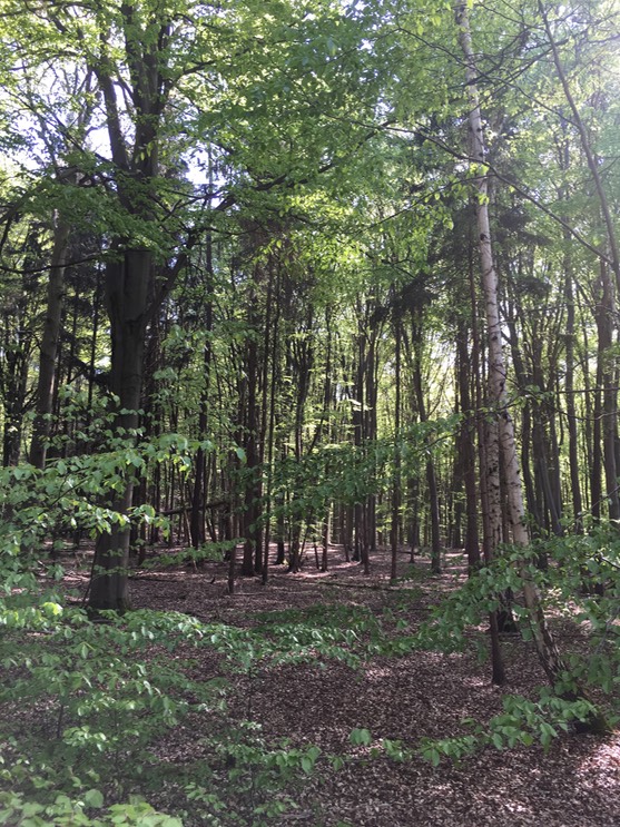 20160505_142230714_iOS