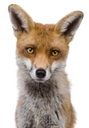 Close-up headshot of Red Fox, 1 year old, in front of white background