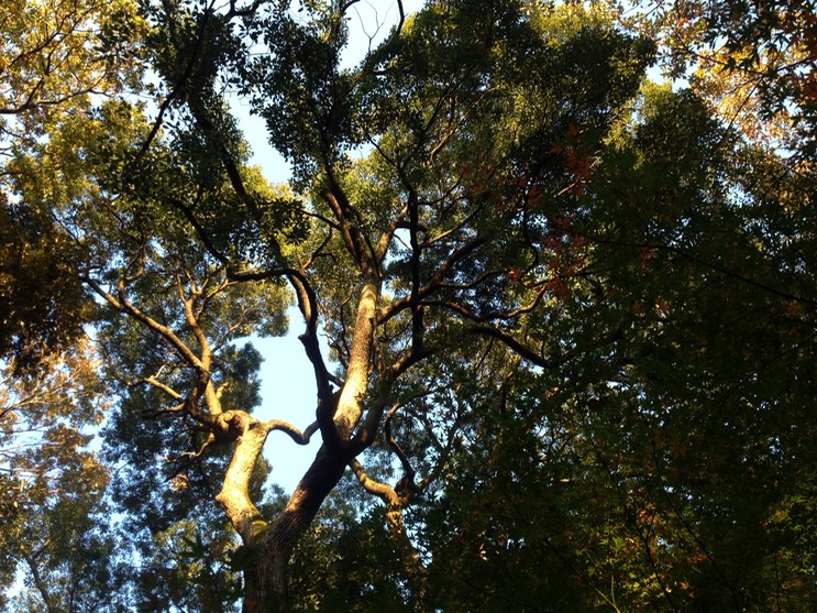 Photo 01-12-2013 15 47 40