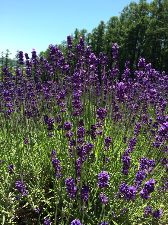 Photo 08-07-2015 10 46 31