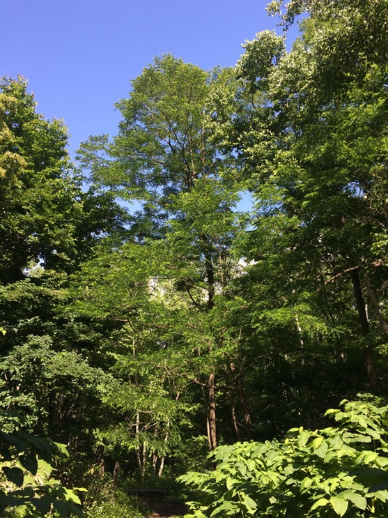 Photo 09-07-2015 13 41 54