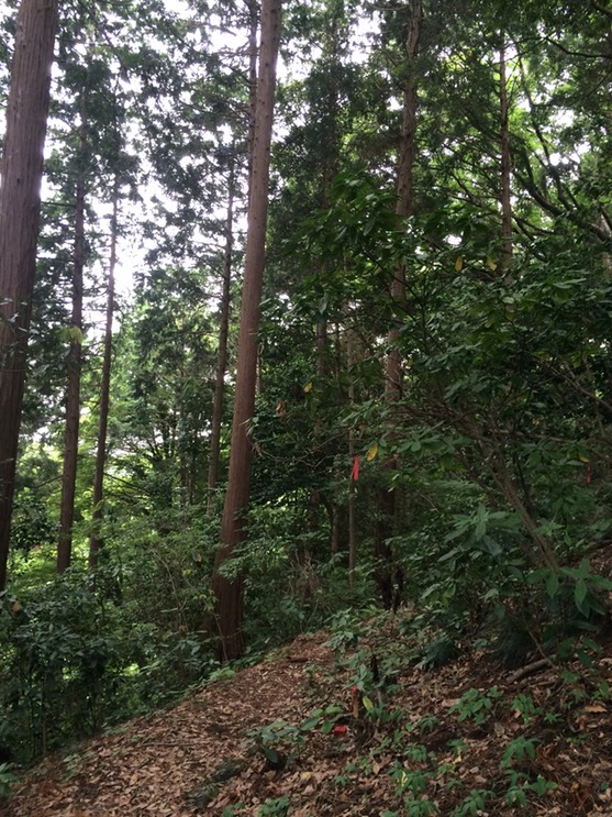 Photo 13-06-2015 12 48 54