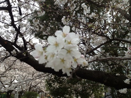 Photo 20-03-2013 13 31 11