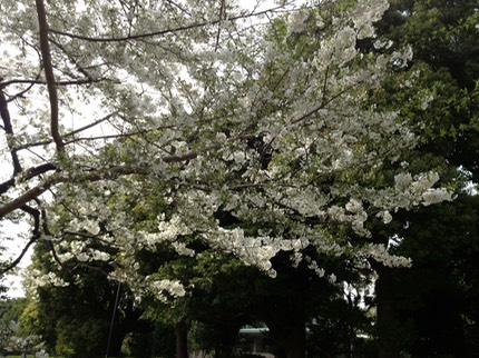 Photo 20-03-2013 13 43 55