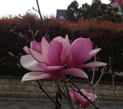 Photo 20-03-2013 13 52 09