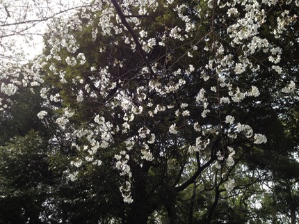 Photo 20-03-2013 14 00 03