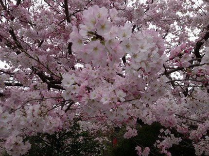 Photo 20-03-2013 14 44 49