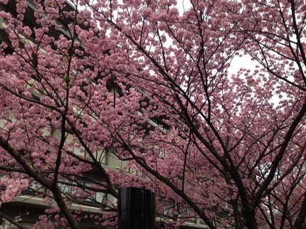 Photo 20-03-2013 15 02 16