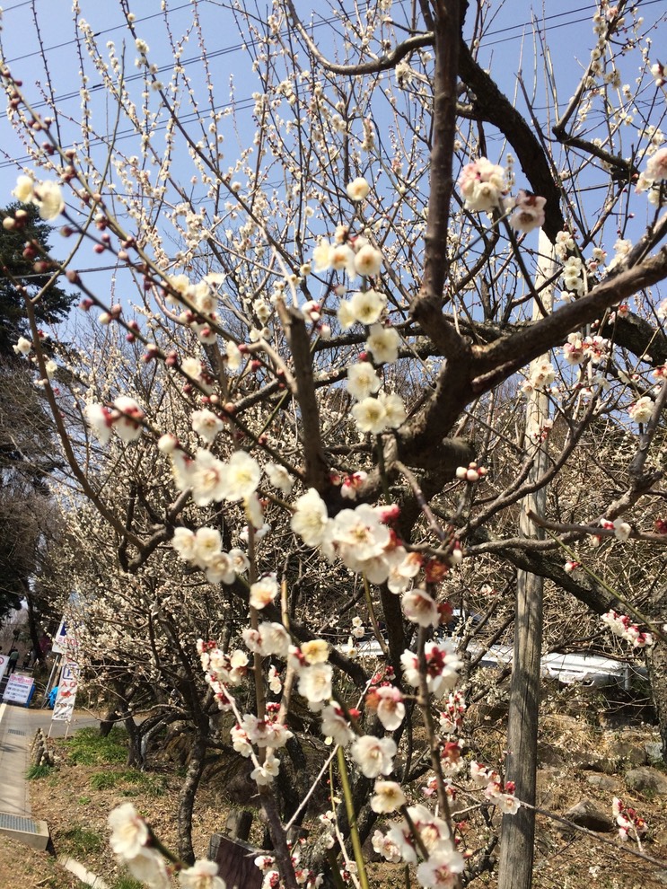 Photo 22-03-2015 12 37 59