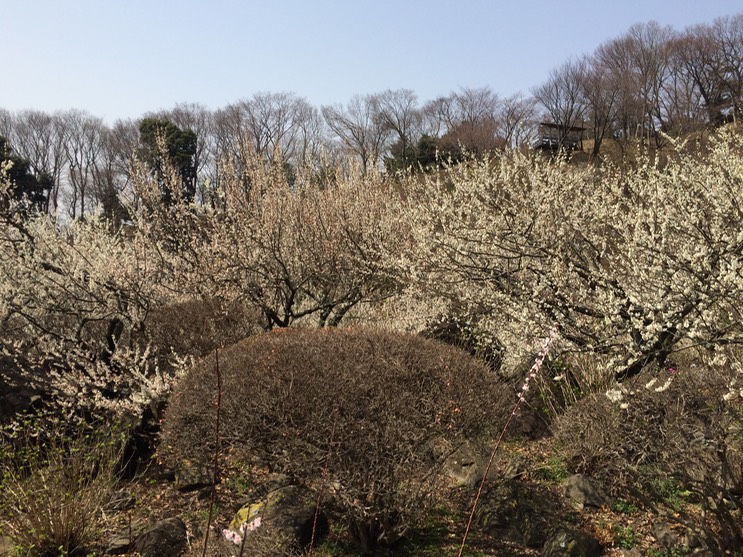 Photo 22-03-2015 12 40 43