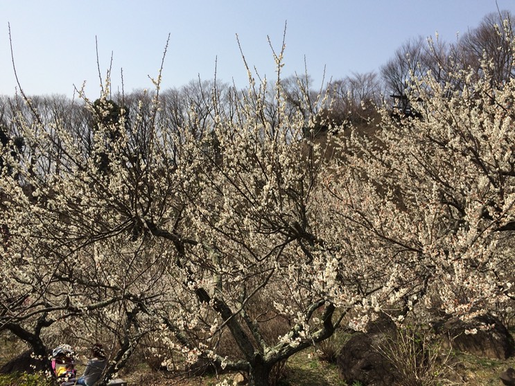 Photo 22-03-2015 12 41 17