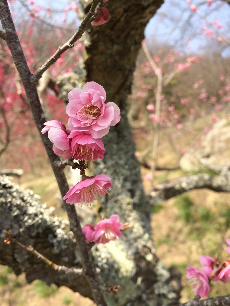 Photo 22-03-2015 12 45 39