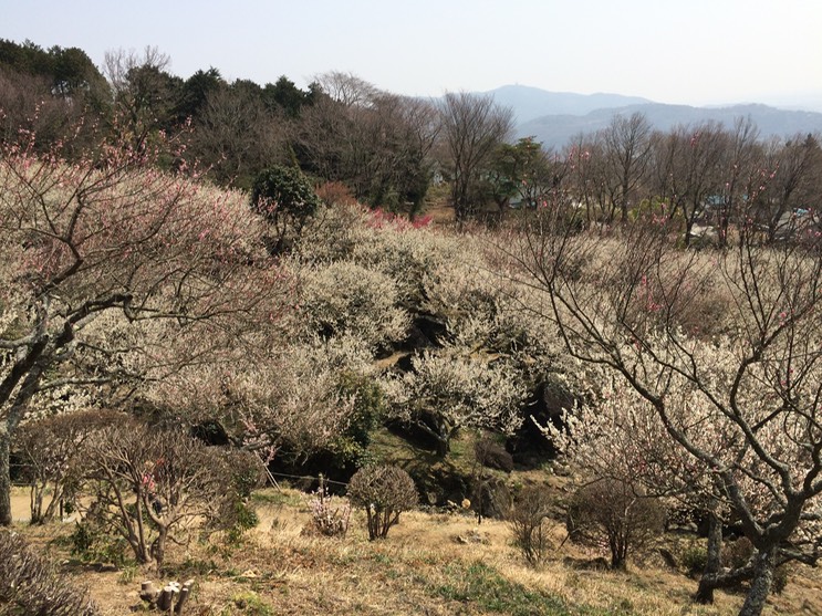 Photo 22-03-2015 12 46 07