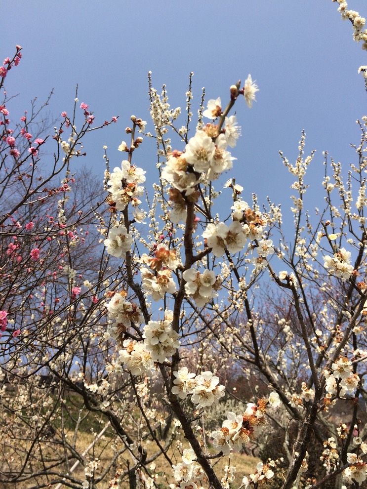 Photo 22-03-2015 12 46 14