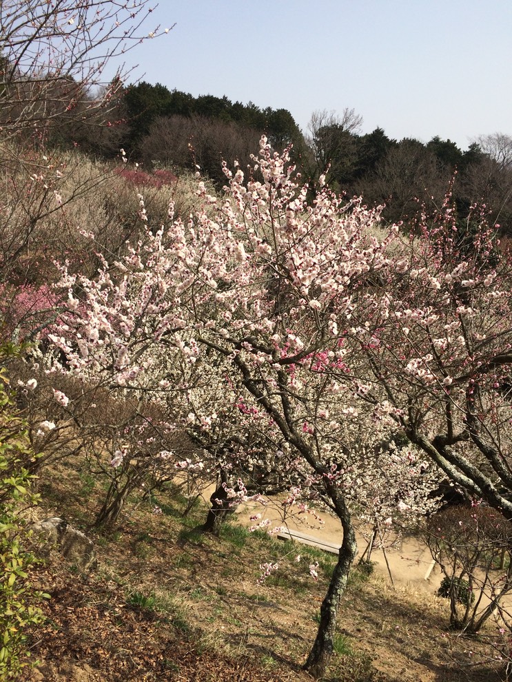 Photo 22-03-2015 12 46 29