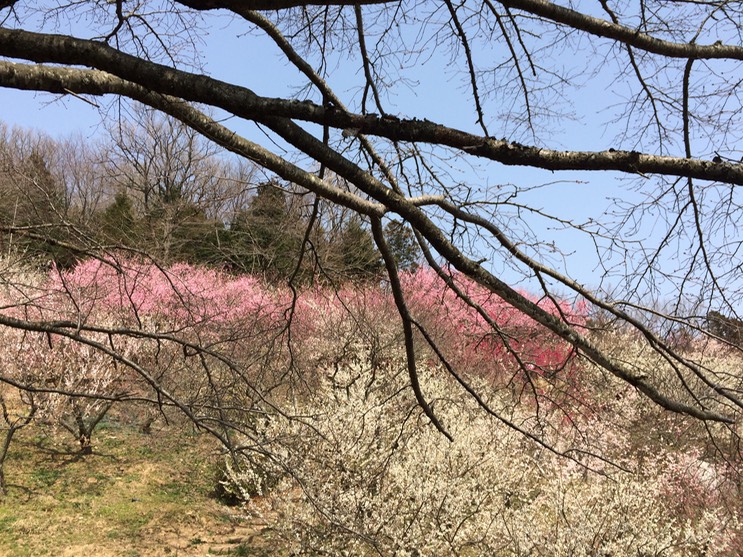 Photo 22-03-2015 12 47 05