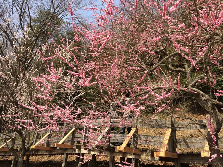 Photo 22-03-2015 12 48 59