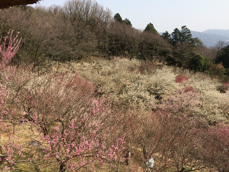 Photo 22-03-2015 12 50 23