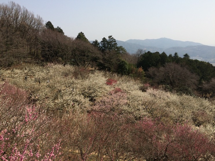 Photo 22-03-2015 12 50 31