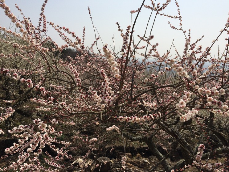 Photo 22-03-2015 12 53 45