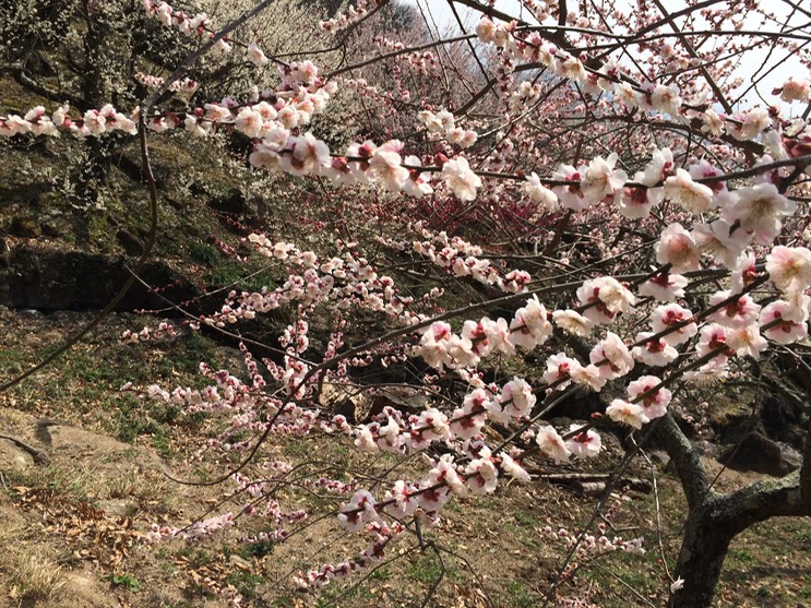 Photo 22-03-2015 12 53 54