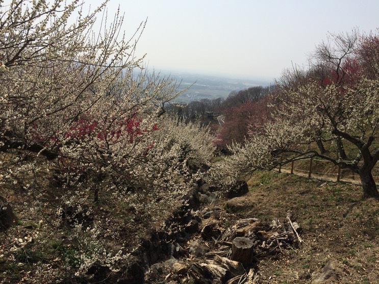 Photo 22-03-2015 12 54 42