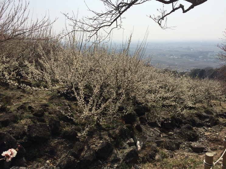 Photo 22-03-2015 12 55 26