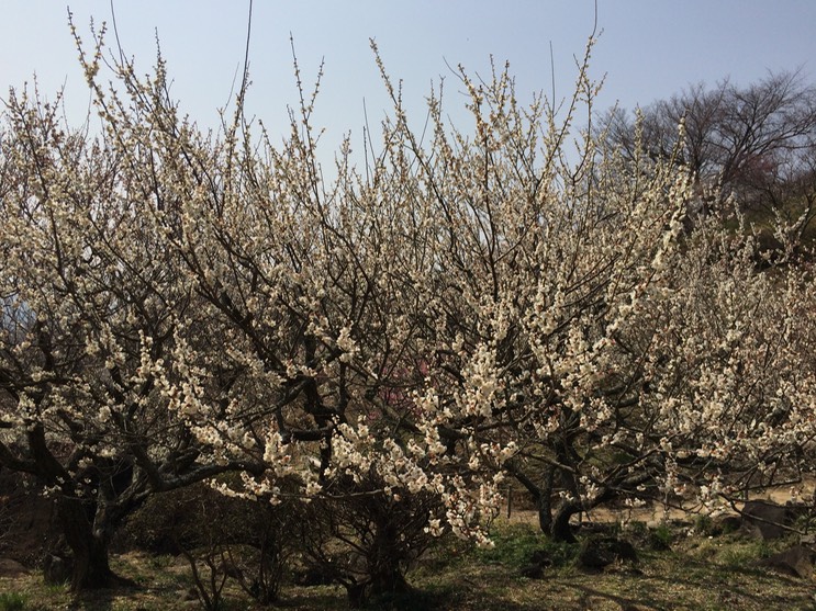 Photo 22-03-2015 12 57 35