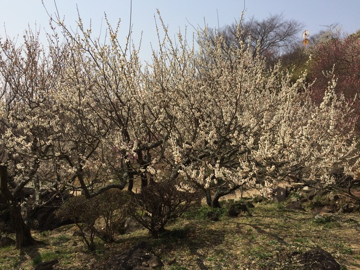 Photo 22-03-2015 12 57 43