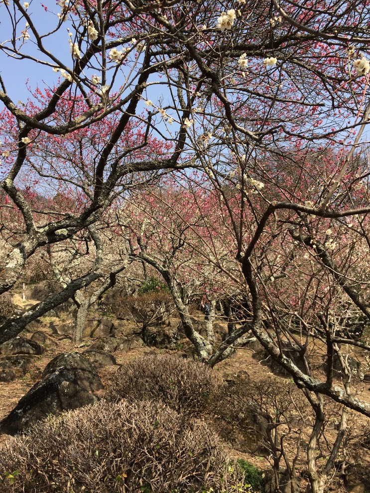 Photo 22-03-2015 12 58 20