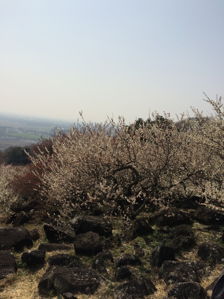 Photo 22-03-2015 12 58 45