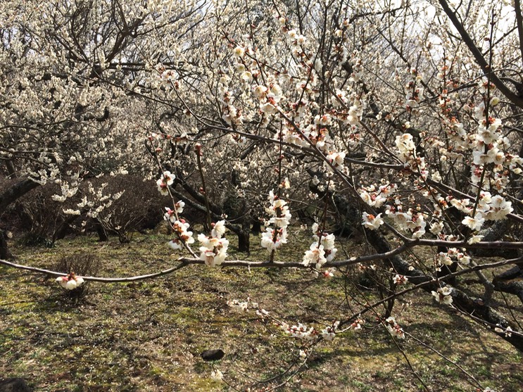 Photo 22-03-2015 13 01 09