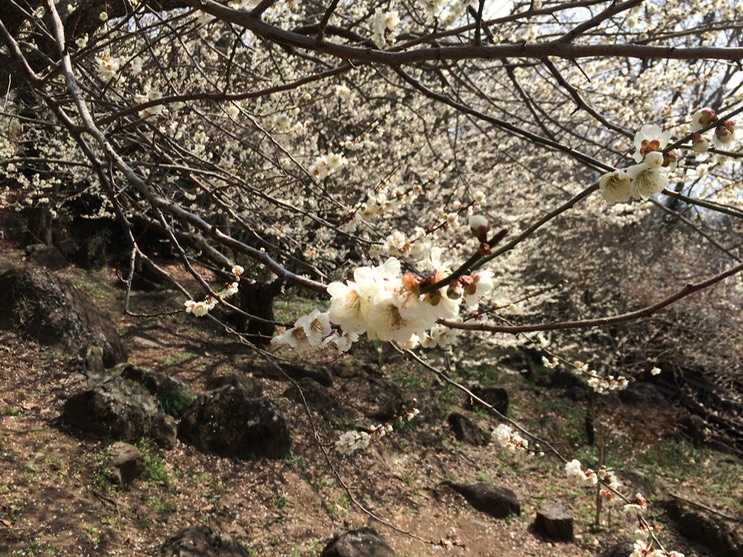 Photo 22-03-2015 13 04 27