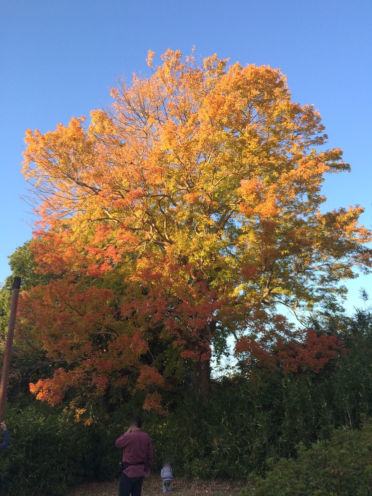 Photo 22-11-2014 15 16 25