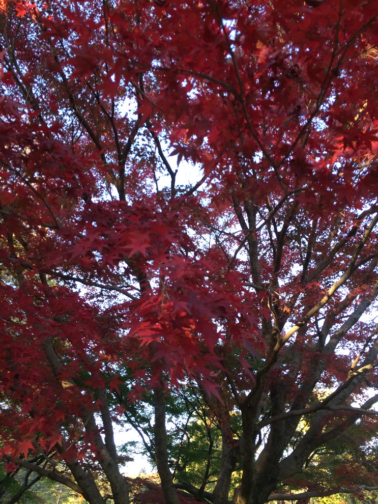 Photo 22-11-2014 15 40 37