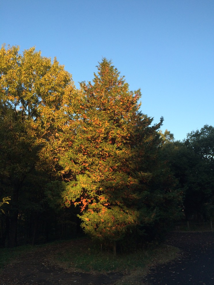 Photo 22-11-2014 15 56 18