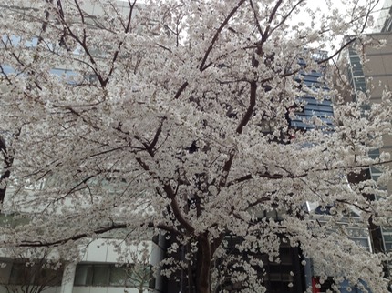 Photo 23-03-2013 13 00 37