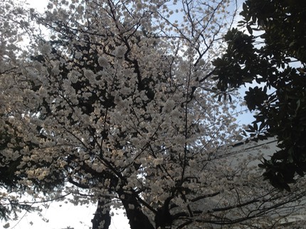 Photo 23-03-2013 15 11 27