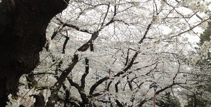 Photo 23-03-2013 15 33 45