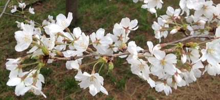 Photo 23-03-2013 15 37 15