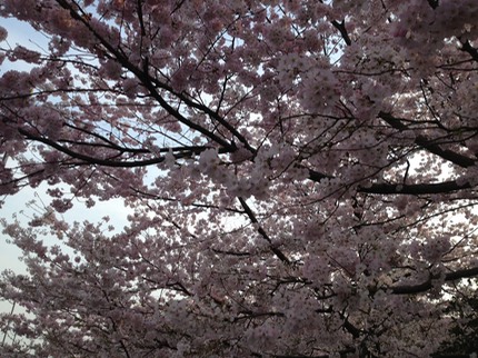 Photo 23-03-2013 16 08 09