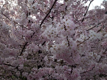 Photo 23-03-2013 16 09 00