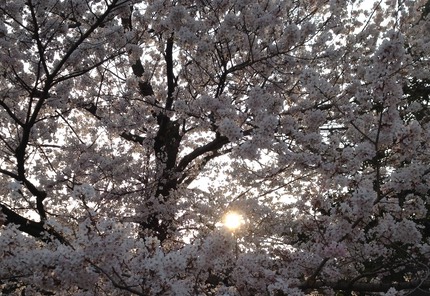 Photo 23-03-2013 16 10 17